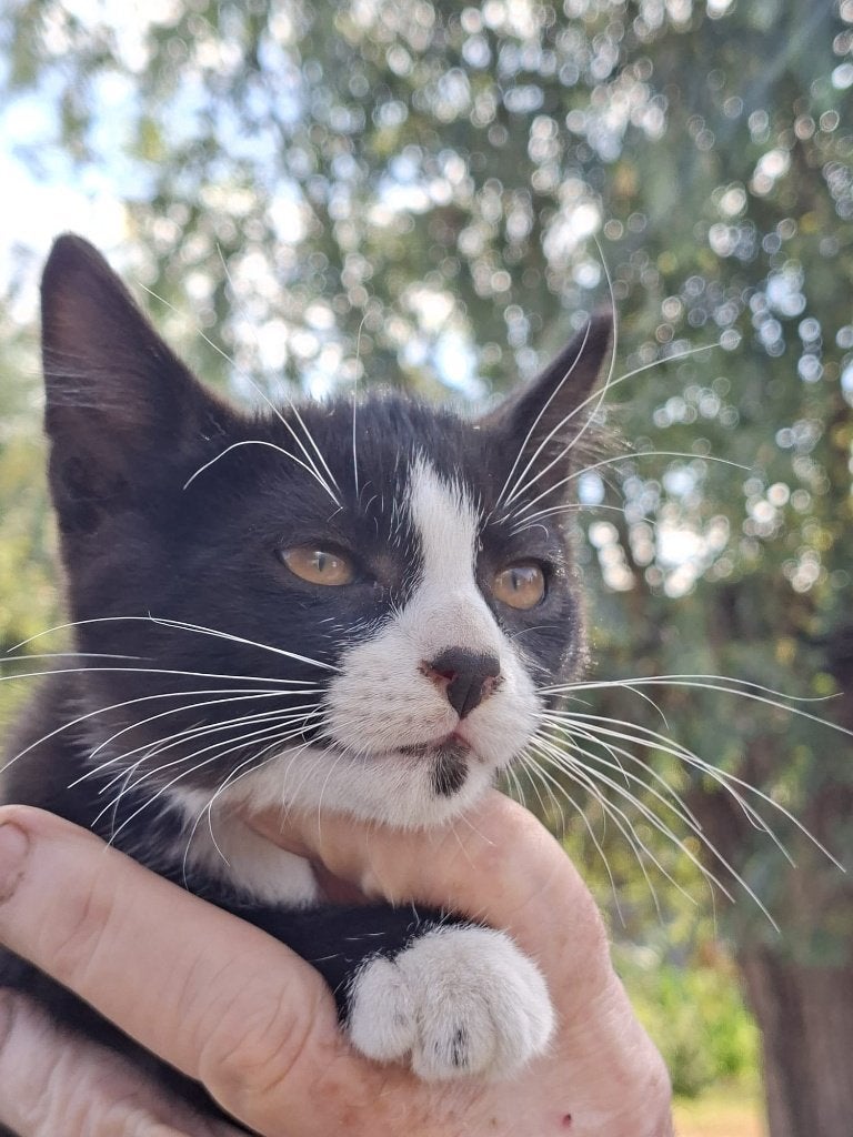 Kitten  1kater, Dieren en Toebehoren, Katten en Kittens | Overige Katten, Kater, Kortharig, 0 tot 2 jaar