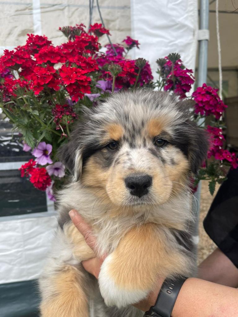 Australian shepherd pup met stamboom (Laatste pup), Parvo, Overige rassen, 8 tot 15 weken, Meerdere