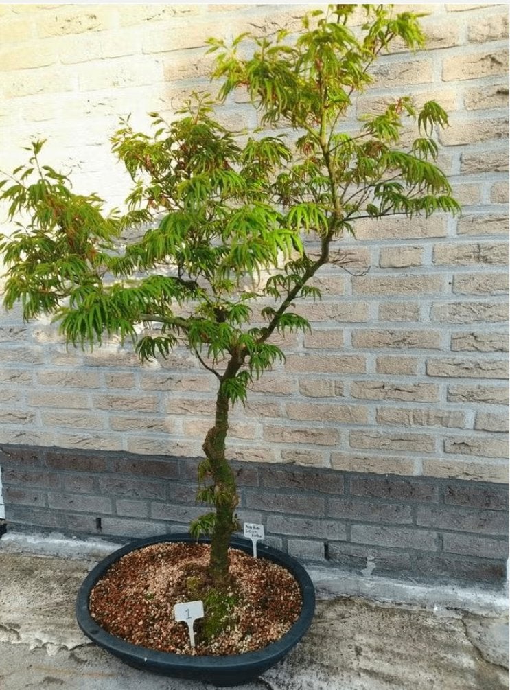 4.stuks bonsai Acer palmatum Seiun kaku, Bloeit niet, Halfschaduw, Overige soorten, Minder dan 100 cm