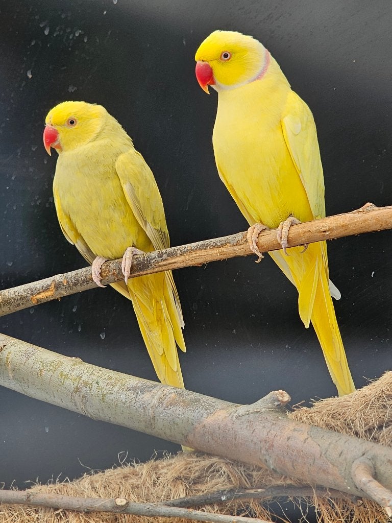 Koppel Halsbandparkieten | Lutino x Lacewing | 2020/2021, Meerdere dieren, Parkiet, Geringd