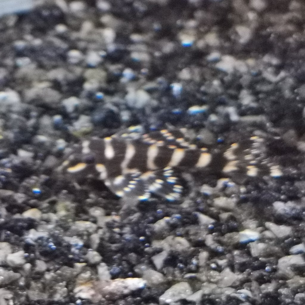 L333 pleco's 2,5 - 4 cm 8 euro PS, Dieren en Toebehoren, Vis, Zoetwatervis