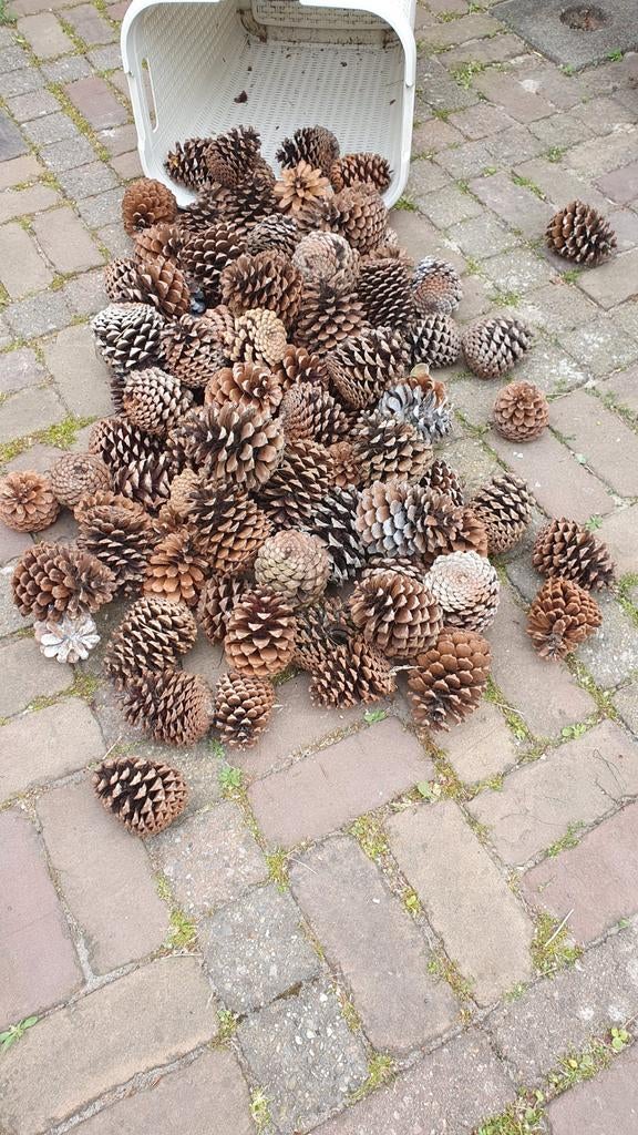 6 dozen kratten met Grote en kleine dennenappels, Ophalen of Verzenden, Nieuw