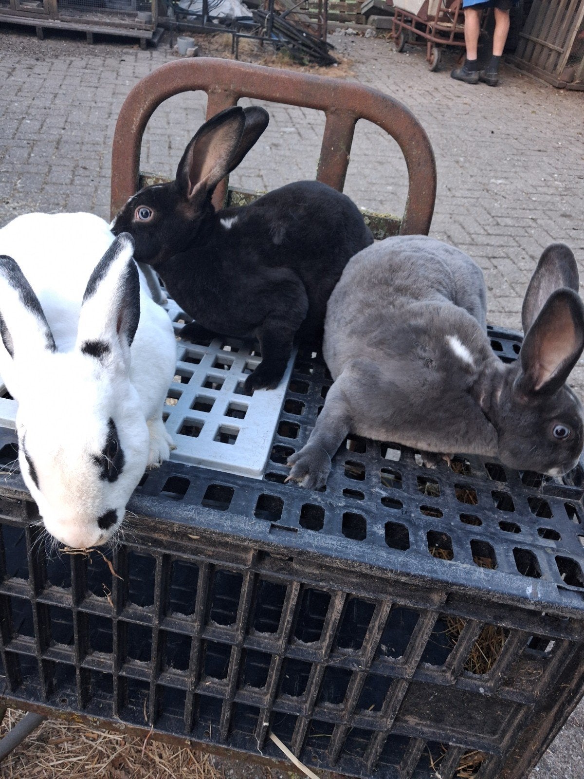 jonge rex konijnen, Dieren en Toebehoren, Konijnen, Meerdere dieren, Middelgroot, 0 tot 2 jaar