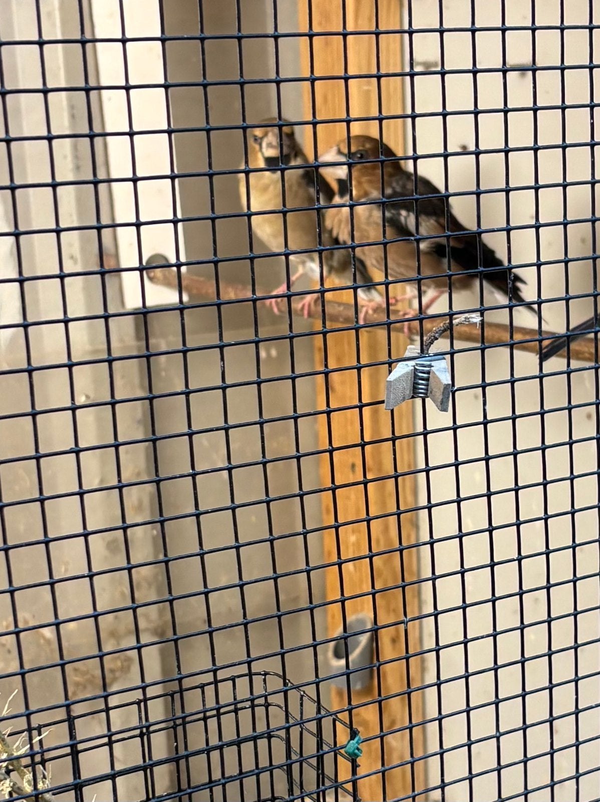 Appelvink, Dieren en Toebehoren, Meerdere dieren, Wildzangvogel, Geringd