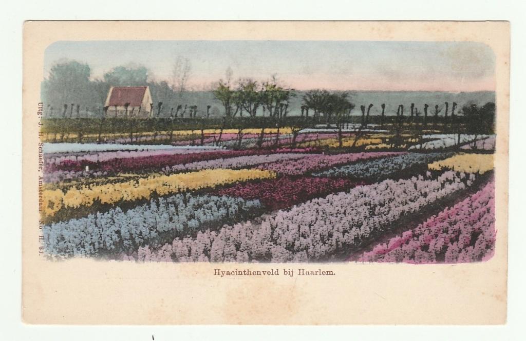Hyacinthenveld bij Haarlem, Verzenden, Voor 1920, Ongelopen, Noord-Holland