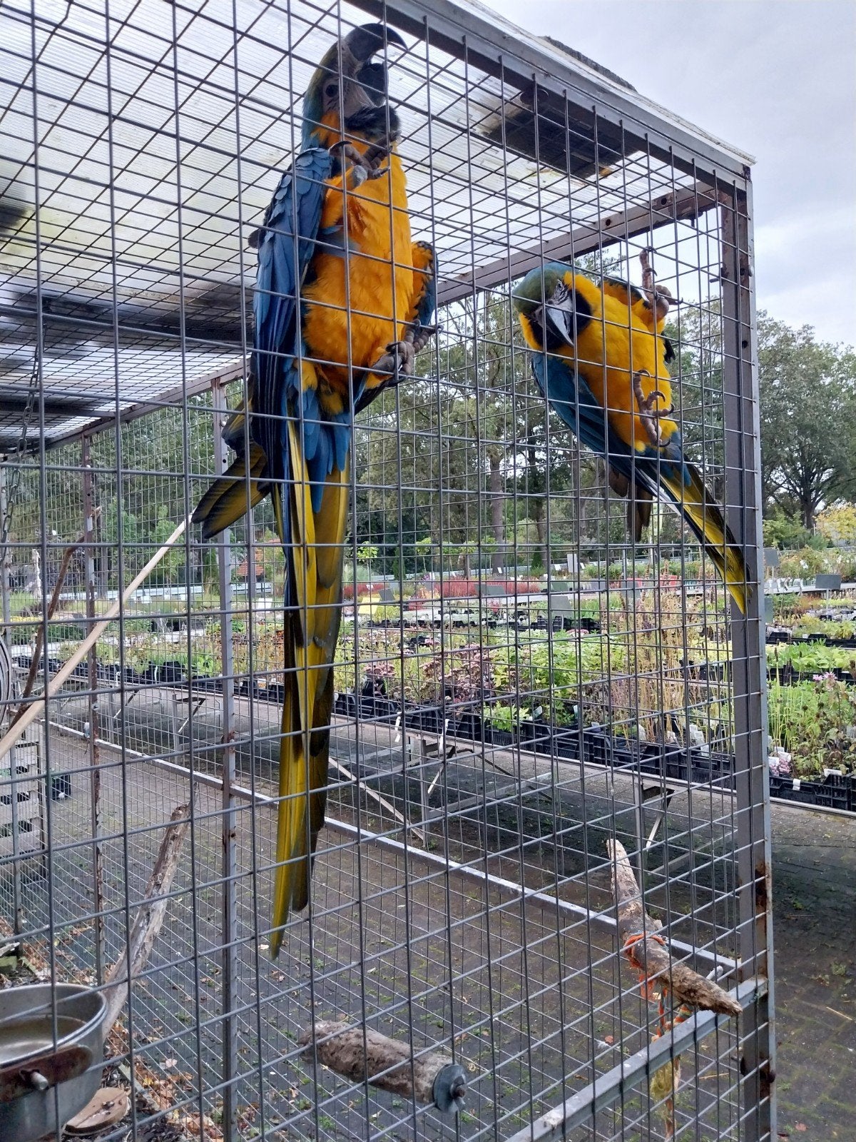 koppel ara papagaaien, Dieren en Toebehoren, Meerdere dieren, Papegaai, Geringd