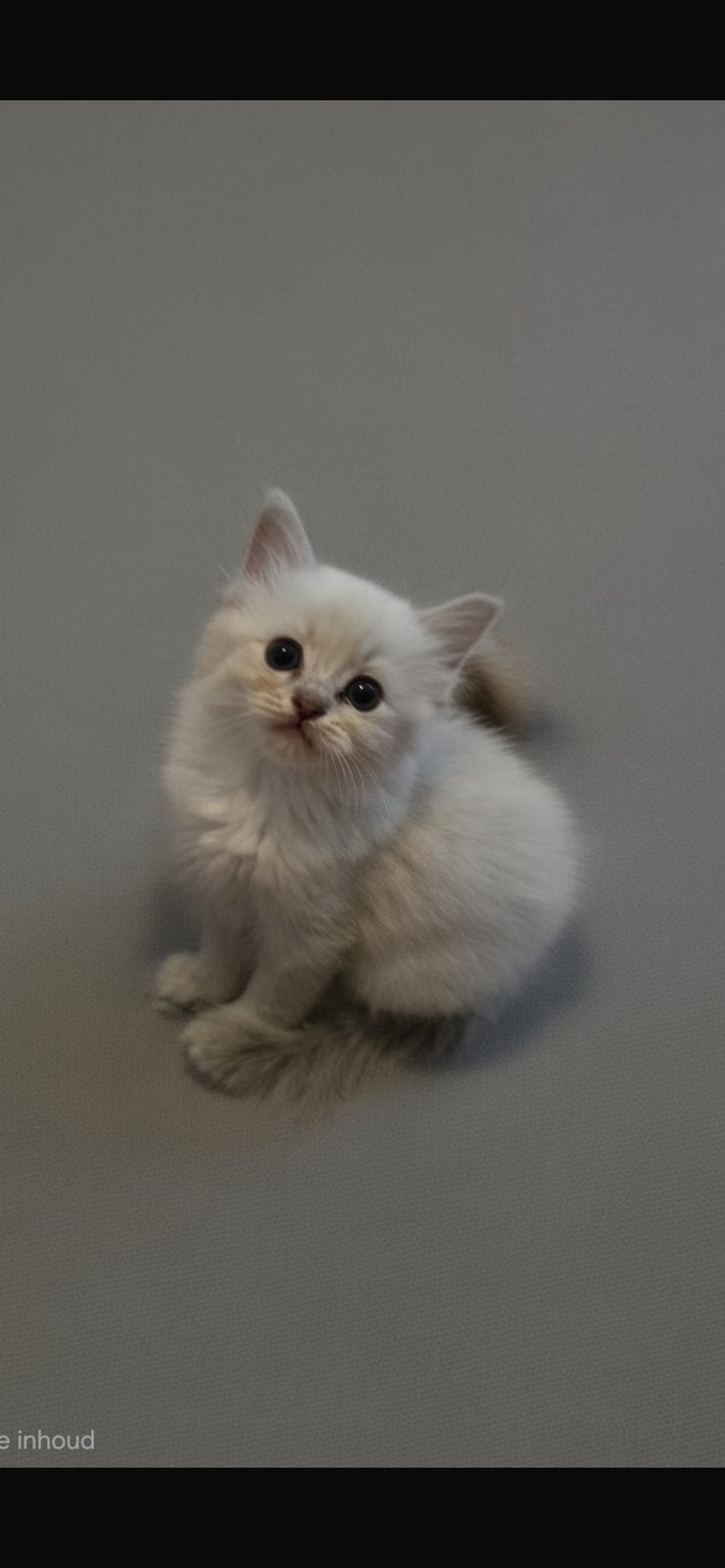 Ragdoll kittens, Meerdere dieren, Ontwormd, 0 tot 2 jaar