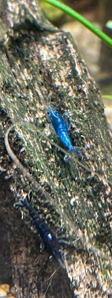 Blauwe garnalen Blue Dream-Diamond-Sapphire-Star-Blue Velvet, Kreeft, Krab of Garnaal, Zoetwatervis