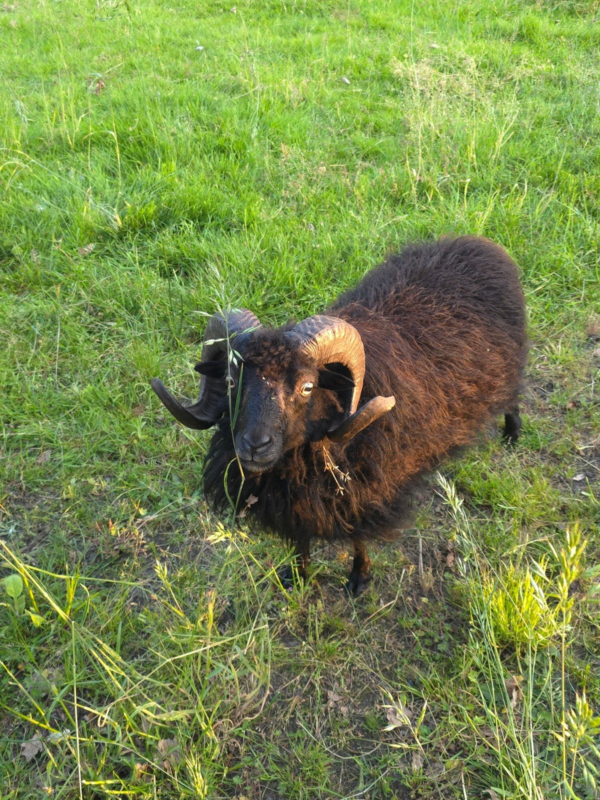 Ouessant schaap Duke (mag ook ruilen), Dieren en Toebehoren, Mannelijk, Schaap, 3 tot 5 jaar