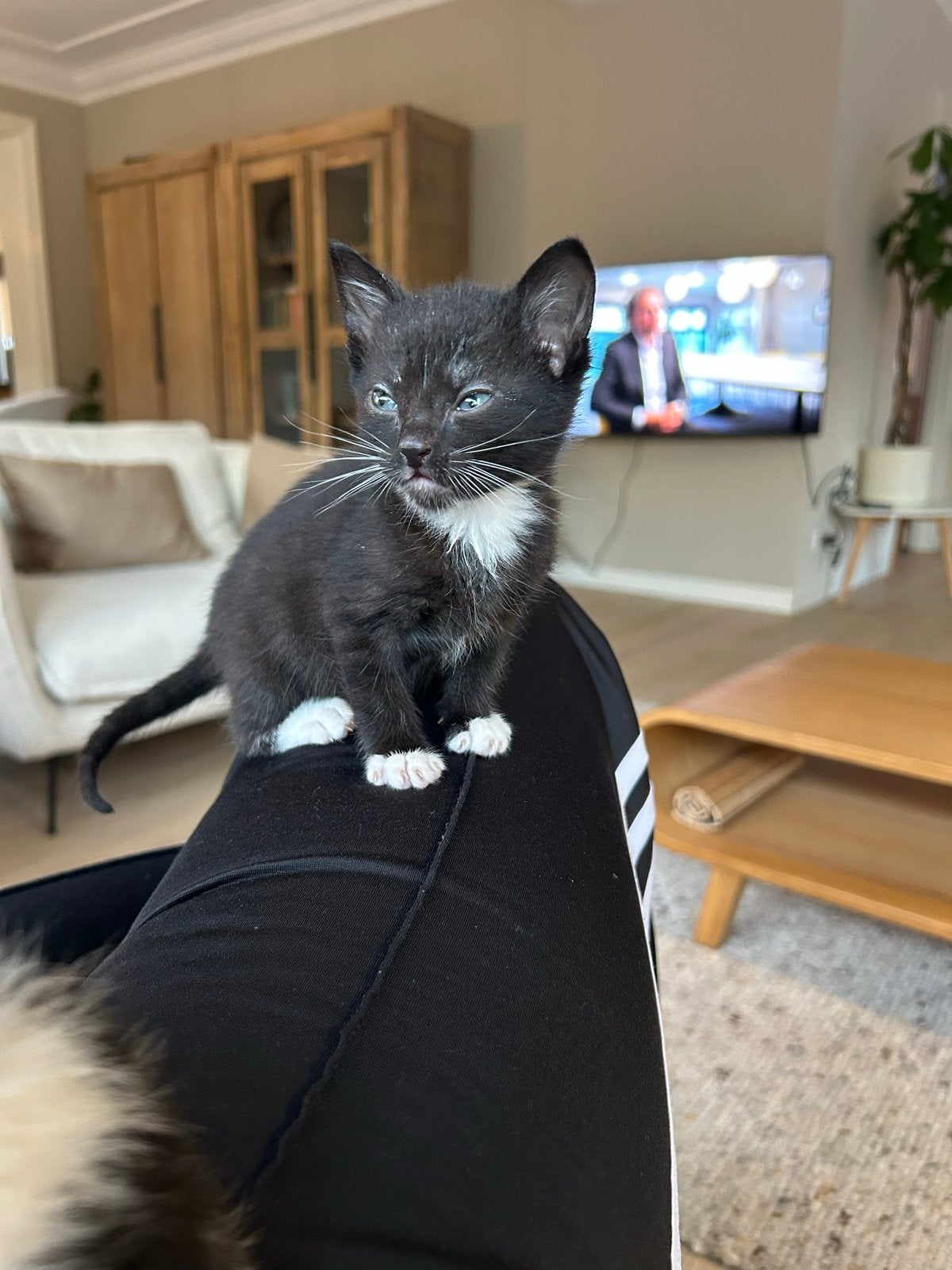 Kittens te koop!, Kater, 0 tot 2 jaar