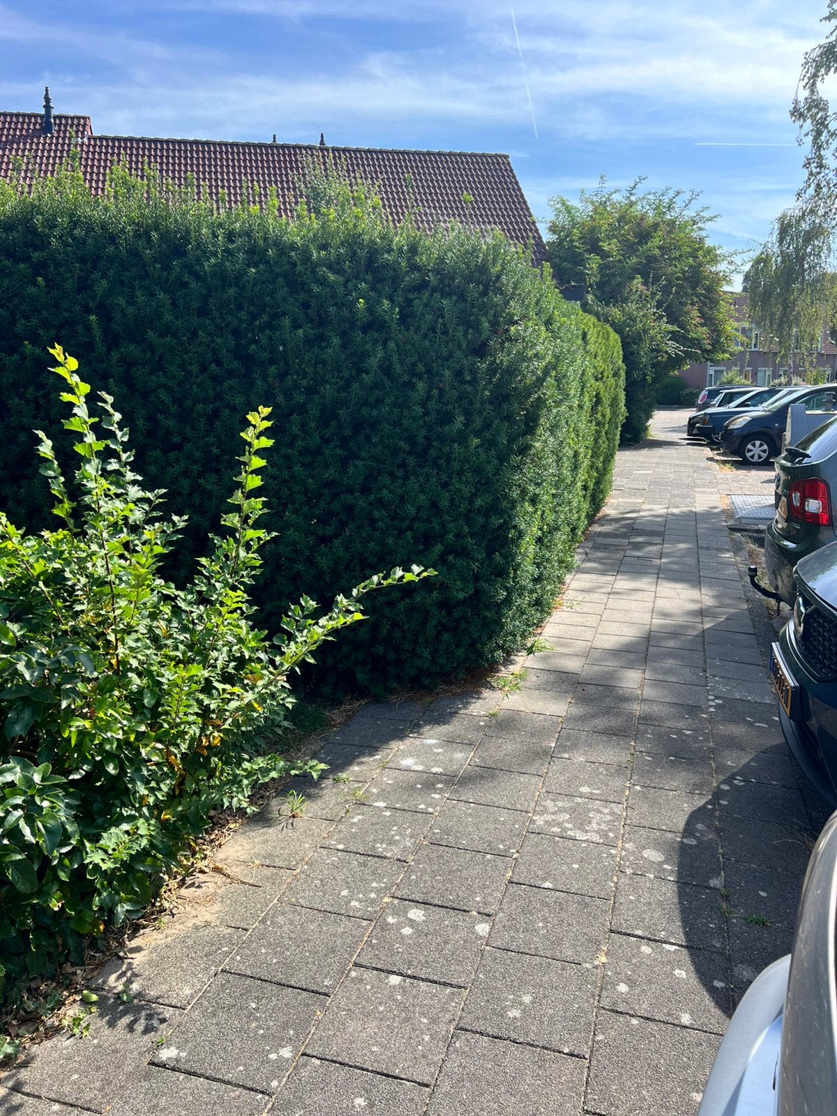 Gratis af te halen. Lange haag. Mooi gezond, Tuin en Terras, Planten | Struiken en Hagen, Ophalen, Conifeer, Haag, 100 tot 250 cm