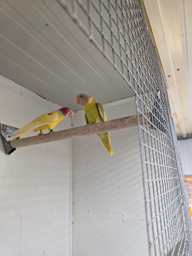 Pruimkoppen te koop wegens plaatsgebrek (kweekkoppel), Dieren en Toebehoren, Vogels | Parkieten en Papegaaien, Meerdere dieren