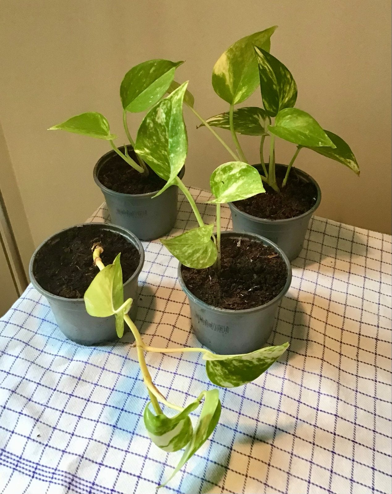 Mooie jonge Epipremnum aureum / golden pothos, Ophalen, Halfschaduw, Minder dan 100 cm