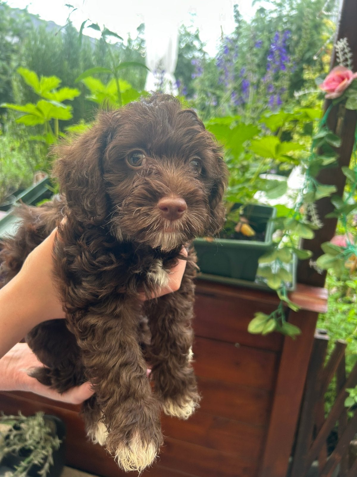Ras yorkipoo, Dieren en Toebehoren, 8 tot 15 weken, Meerdere, Nederland, Particulier
