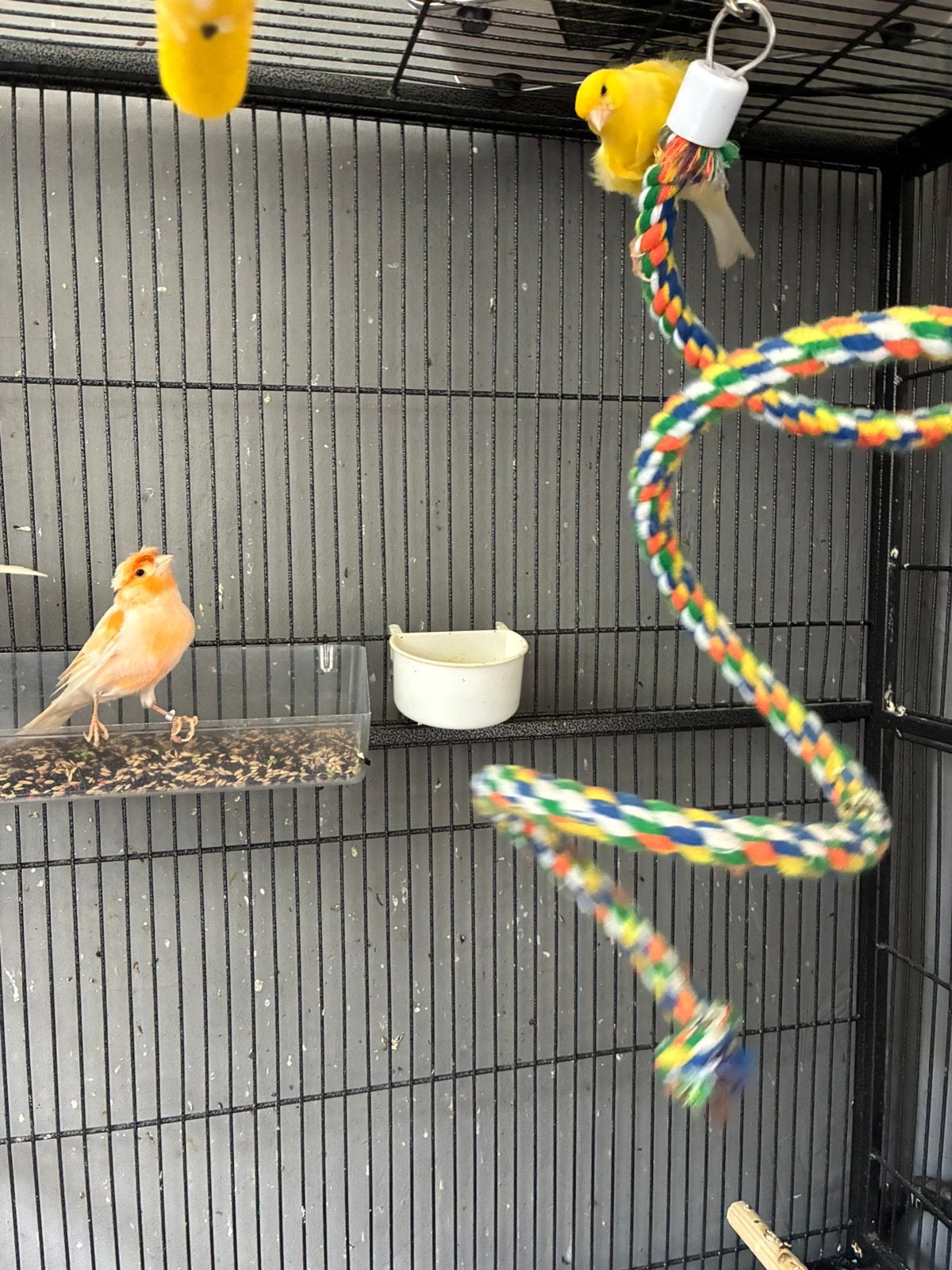 2 prachtige man kanaries, Dieren en Toebehoren, Vogels | Kanaries, Mannelijk, Kleurkanarie