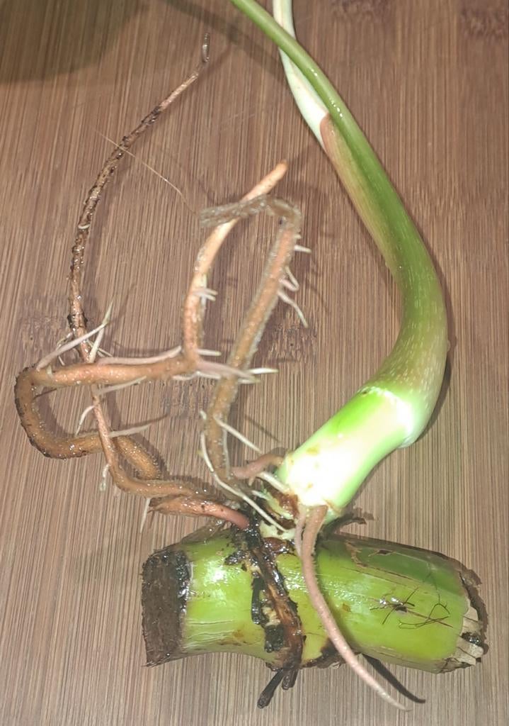 Philodendron Dean MC Dowel, Huis en Inrichting, Kamerplanten, Ophalen of Verzenden, Halfschaduw, Minder dan 100 cm