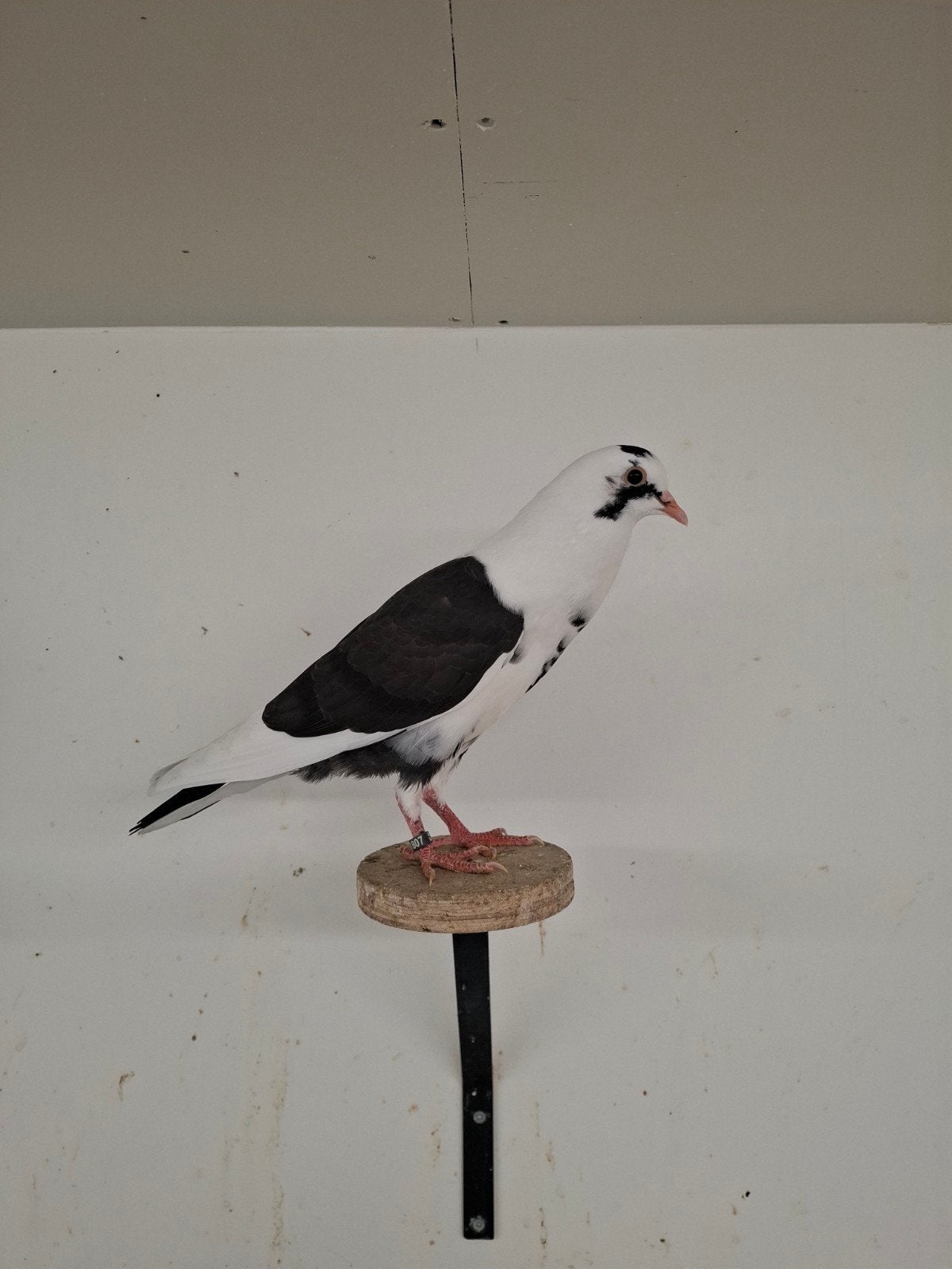 4 bonte sierduiven, Dieren en Toebehoren, Meerdere dieren, Overige soorten