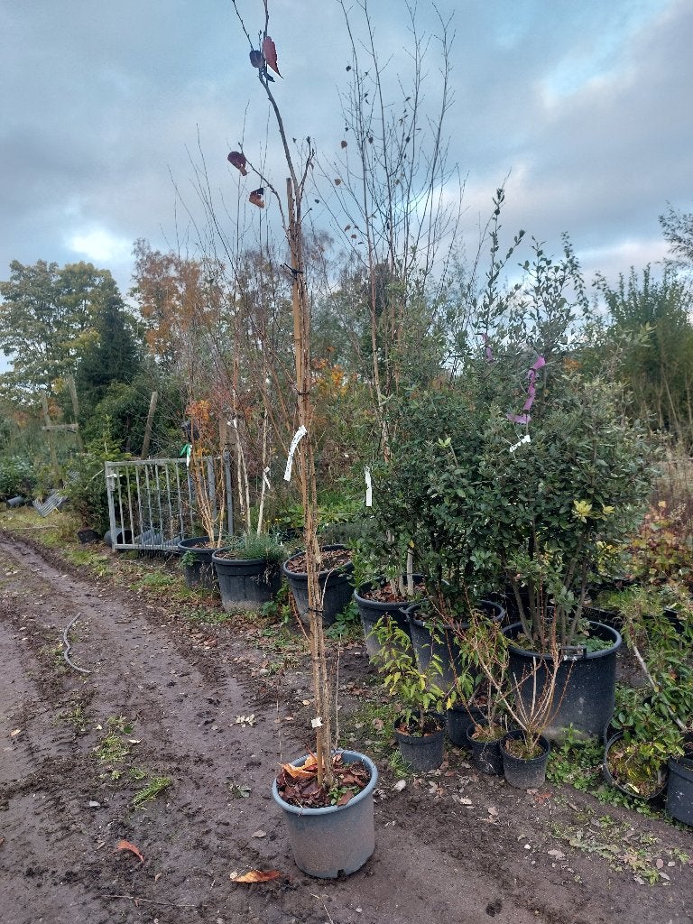 Prunus serrulata 'Amanogawa' (roze), Tuin en Terras, Planten | Bomen, Overige soorten, Lente, 100 tot 250 cm, Ophalen