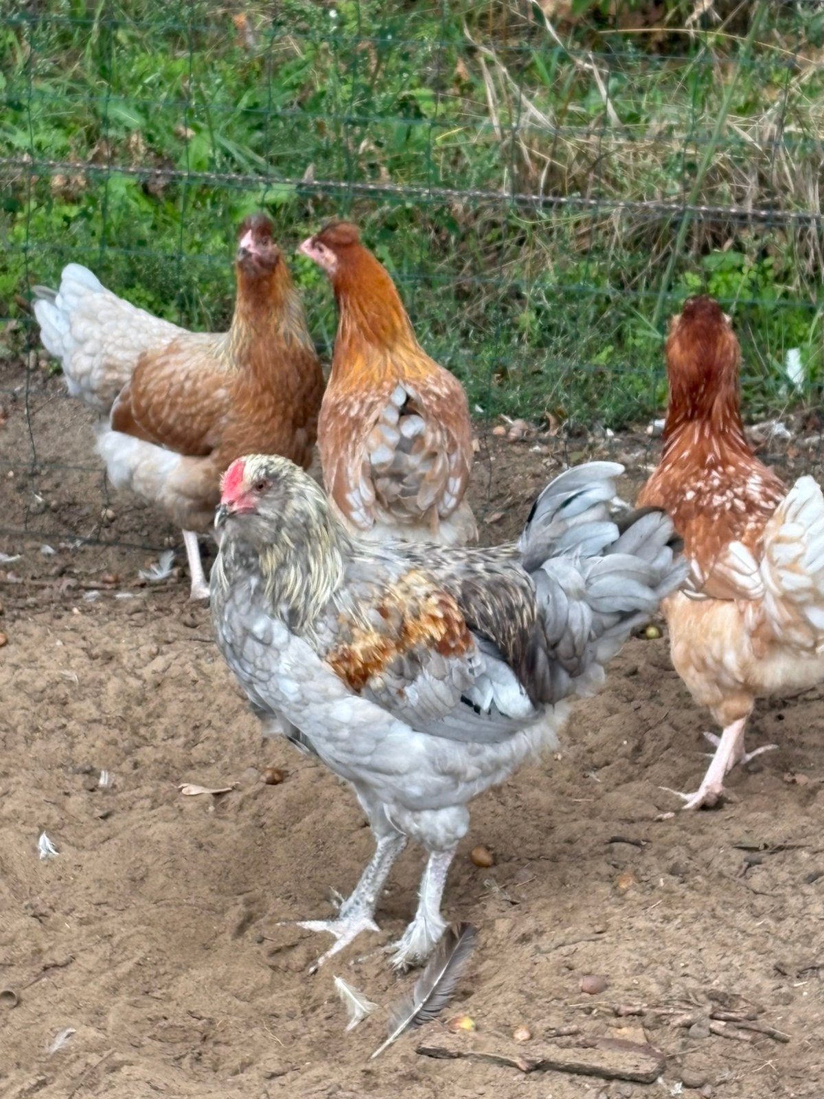 Groenlegger haan, Dieren en Toebehoren, Mannelijk, Kip