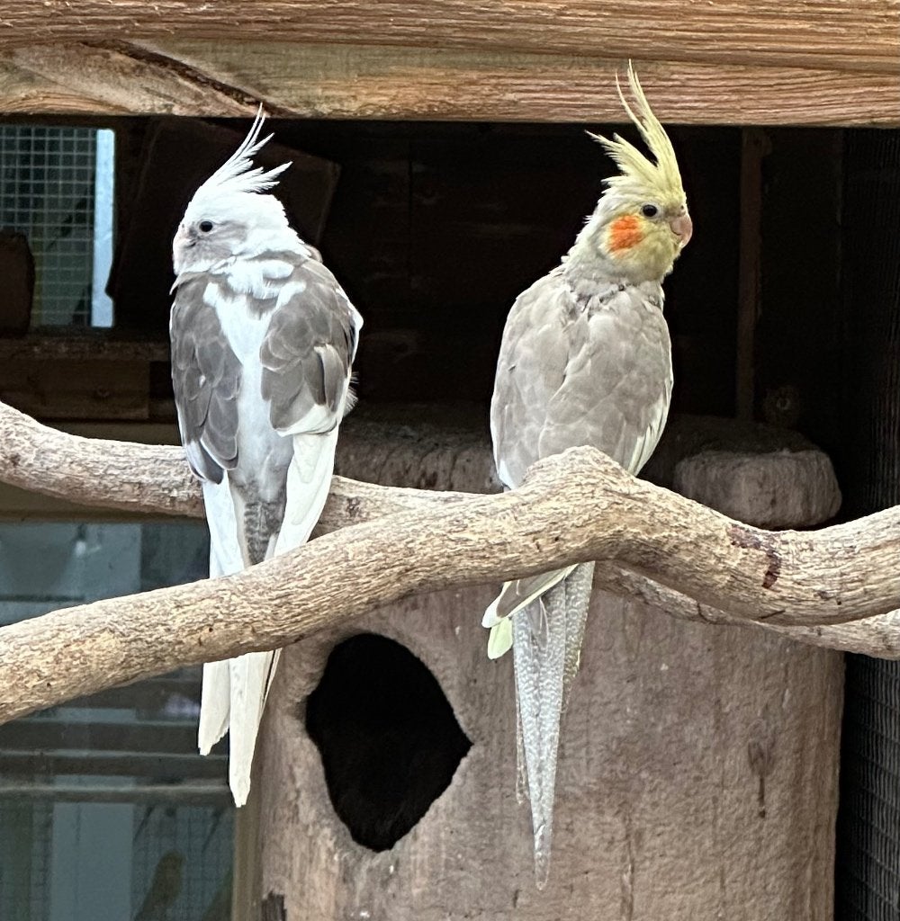 Valkparkieten koppel, Meerdere dieren, Parkiet