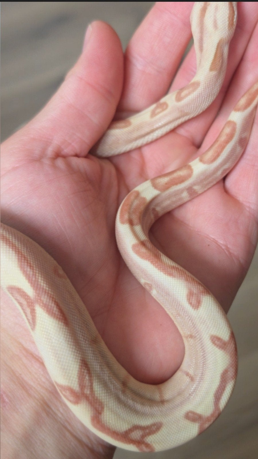Boa Constrictor boa Morphs Vpi Super Hypo Crysal Fire Aztec Boa Constrictor photo 11