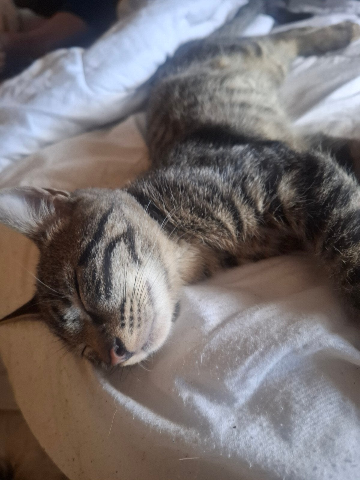 mooie kittens, Kater, Kortharig