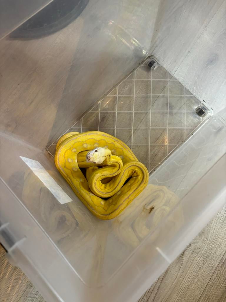 Super dwarf retic. Albino tiger het anery 0.1 Reticulated Python - female for sale from Fabian Ligtenberg
