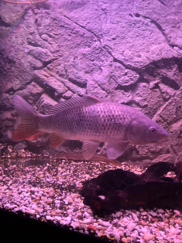 Schub karper, Vis