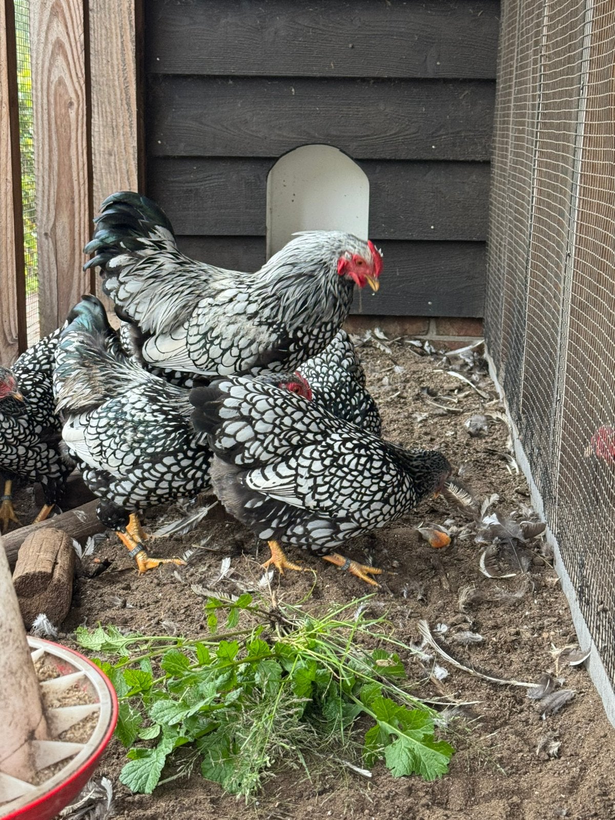 Jonge wyandotte kriel Zilverzwartgezoomd, Meerdere dieren, Kip