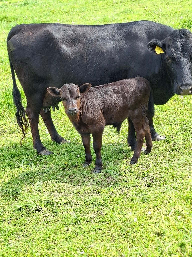 Makke dexterkoe, Vrouwelijk, 3 tot 6 jaar