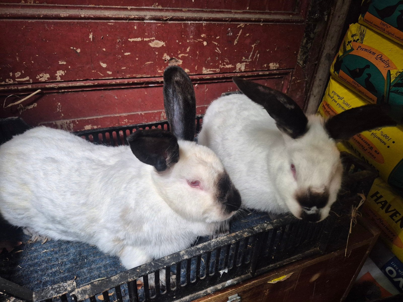 Californië voedsters te koop, Dieren en Toebehoren, Vrouwelijk, Middelgroot, 0 tot 2 jaar