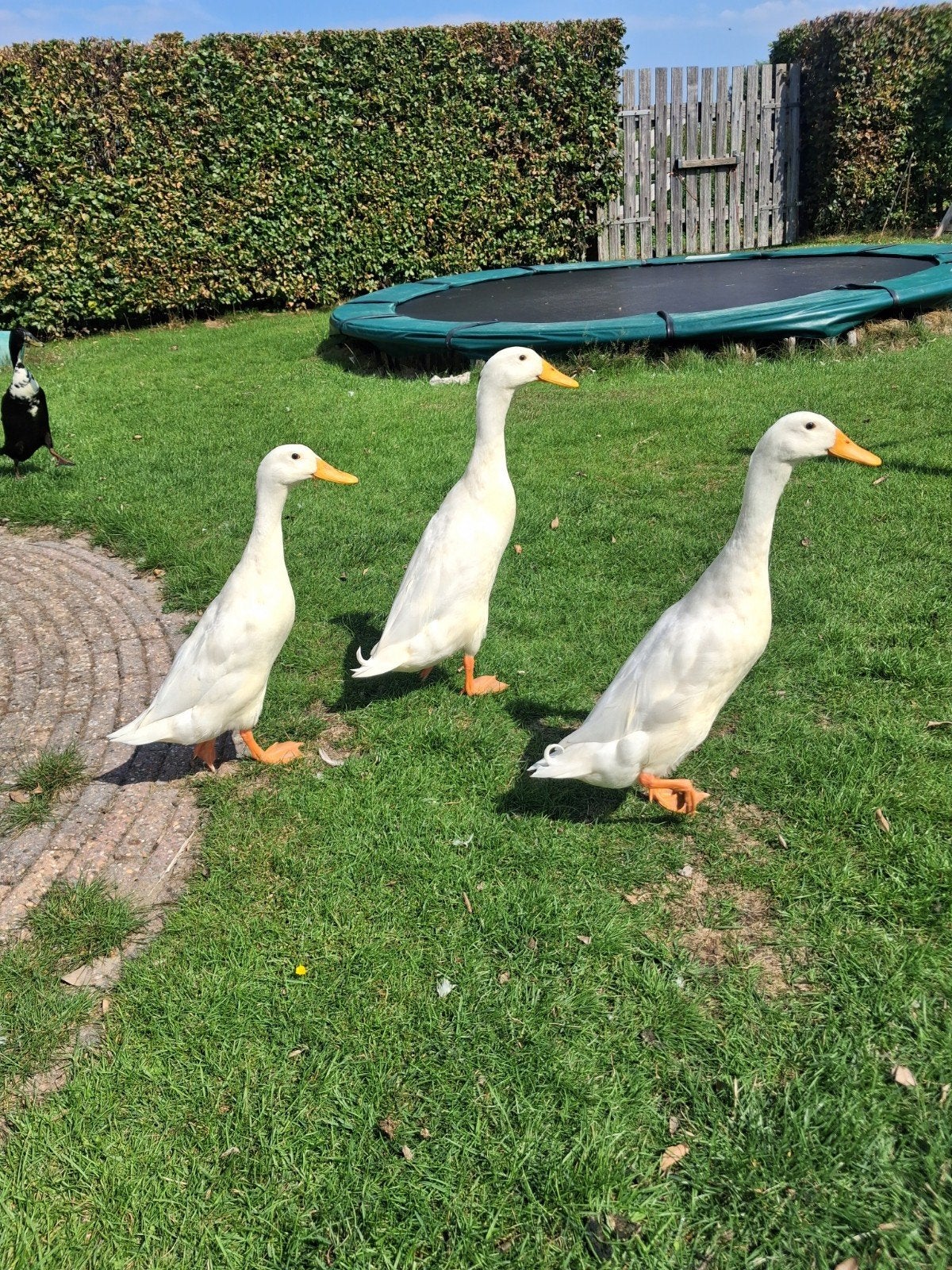 witte fles eend, Dieren en Toebehoren, Meerdere dieren, Eend
