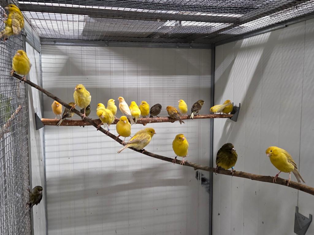Vele kanaries aangeboden, Meerdere dieren, Kleurkanarie