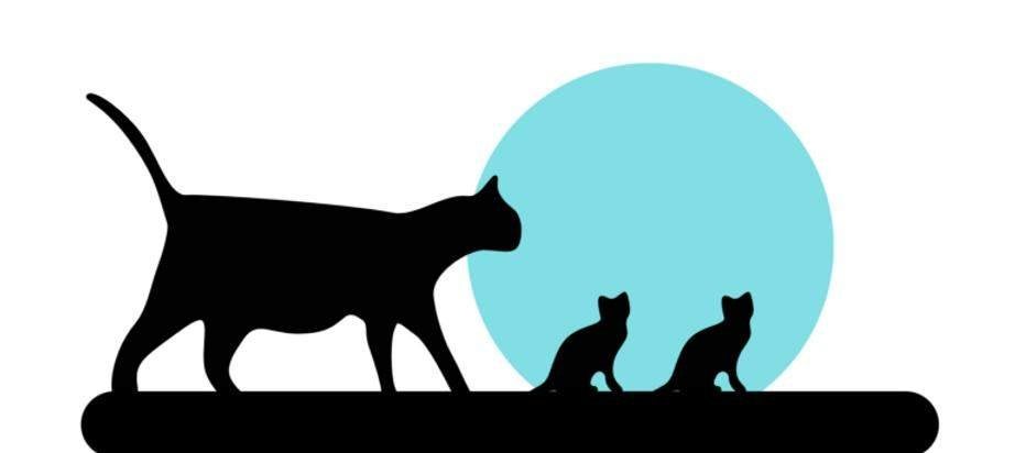 Katten- & kittenhulp | Opvang, advies en bemiddeling, Meerdere dieren