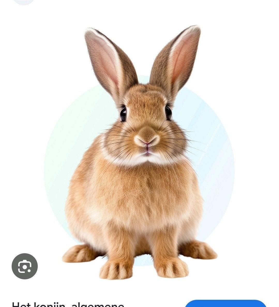 konijn koppel gezocht, Dieren en Toebehoren, Konijnen