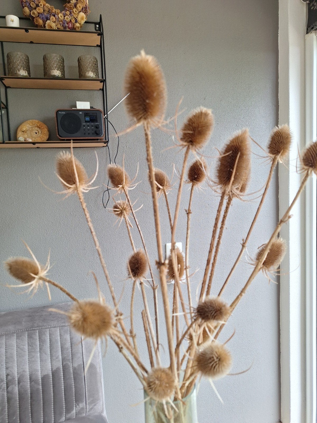 Decoratieve gedroogde kaardebol - Natuurlijke woondecoratie, Ophalen of Verzenden, Gebruikt