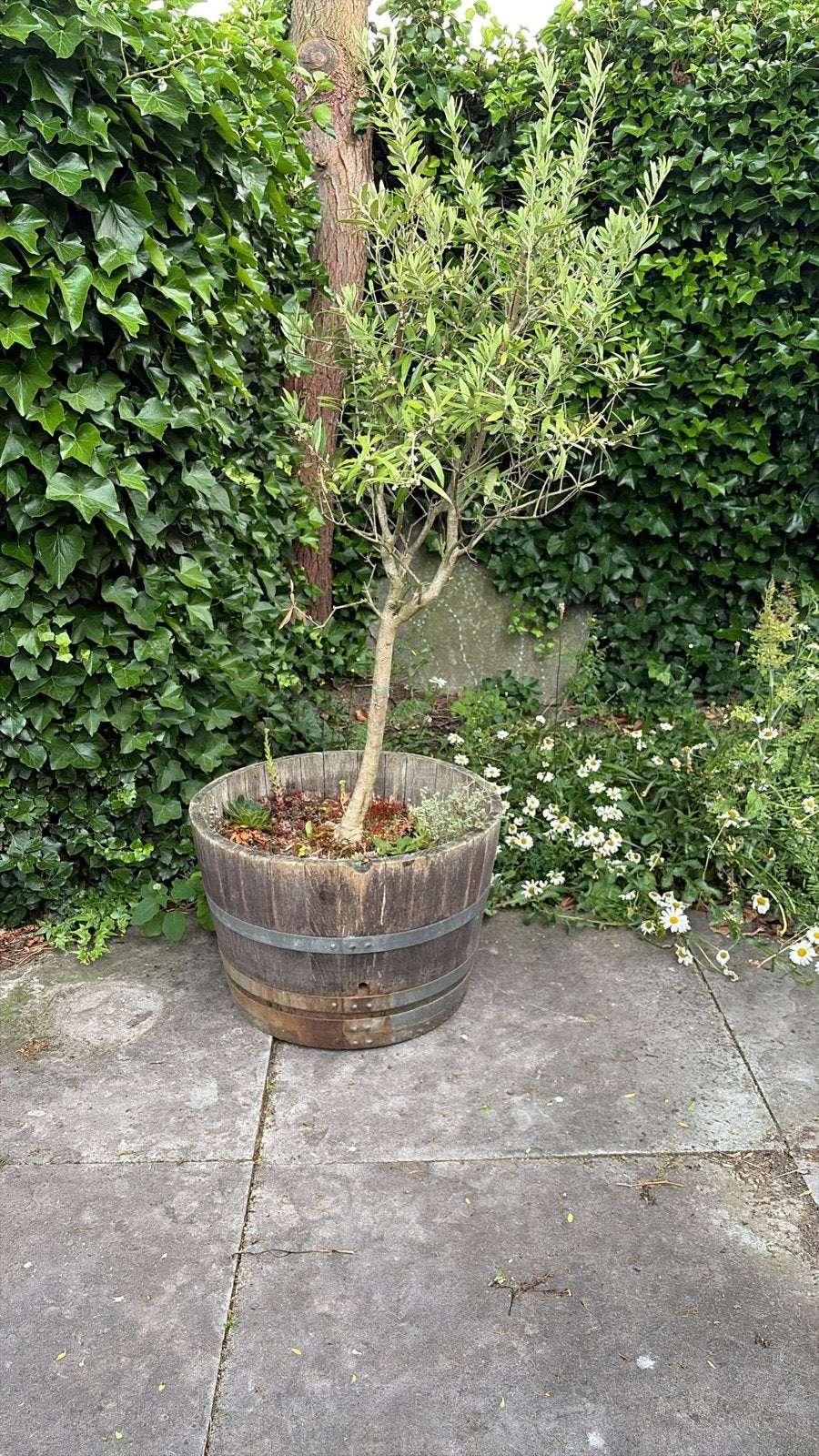 Olijfboom incl houten pot, Bloeit niet, 100 tot 250 cm, Olijfboom, Ophalen