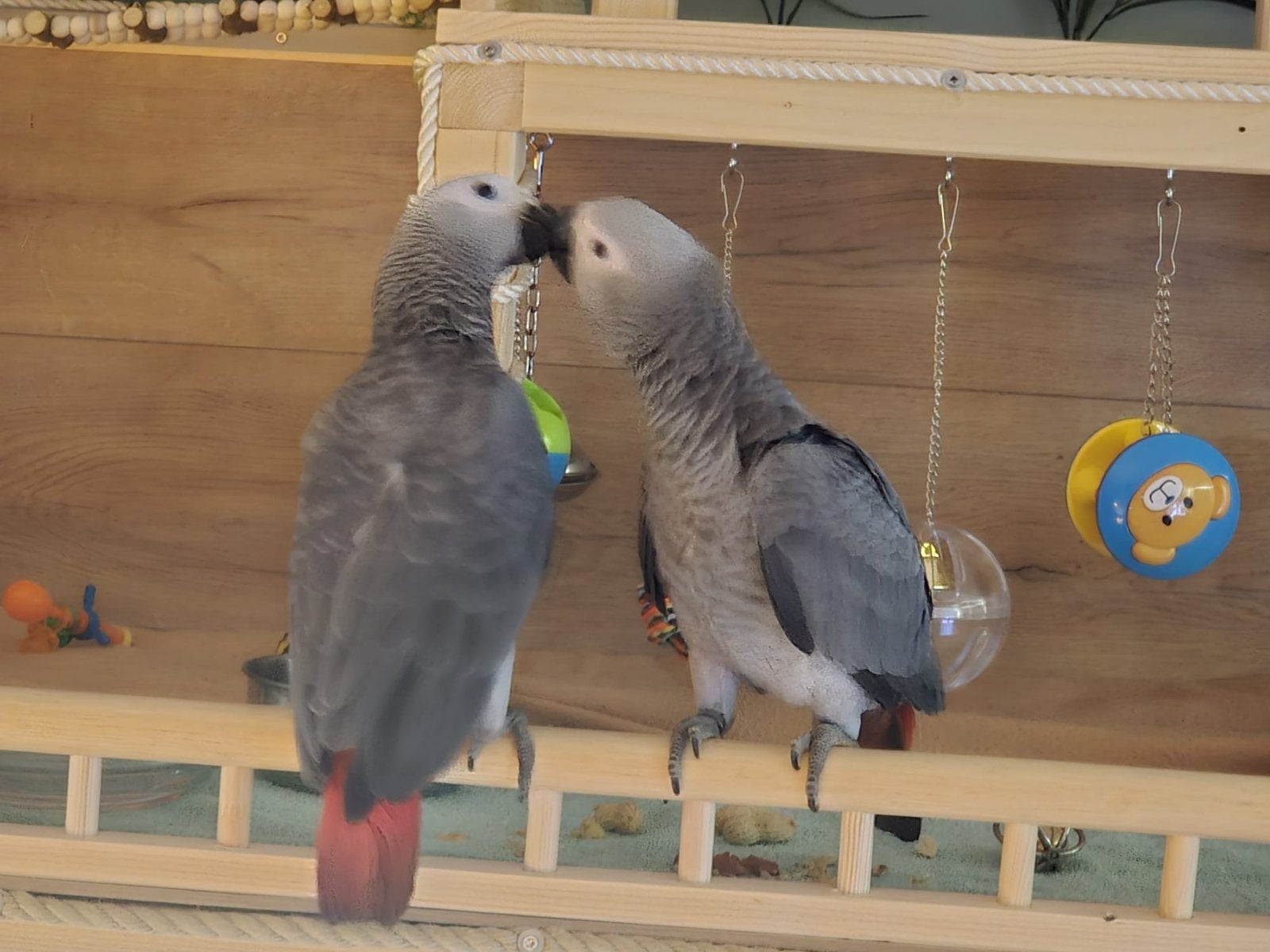 Lorre & co - Grijzeroodstaart papegaaien, Meerdere dieren, Papegaai