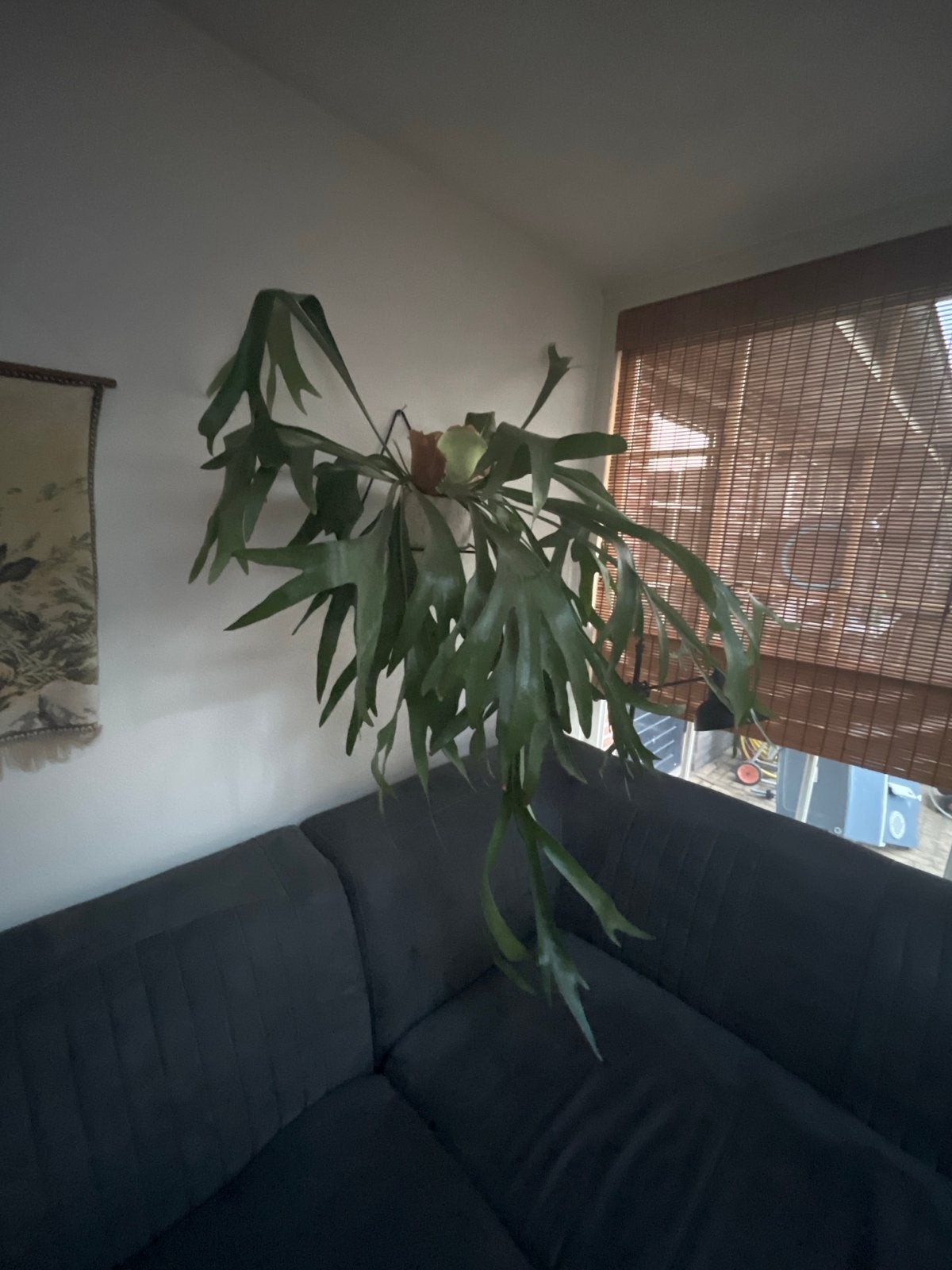 Grote Hertshoornvaren (Platycerium) - Unieke Hangplant, Ophalen, 100 tot 150 cm, Overige soorten, Halfschaduw