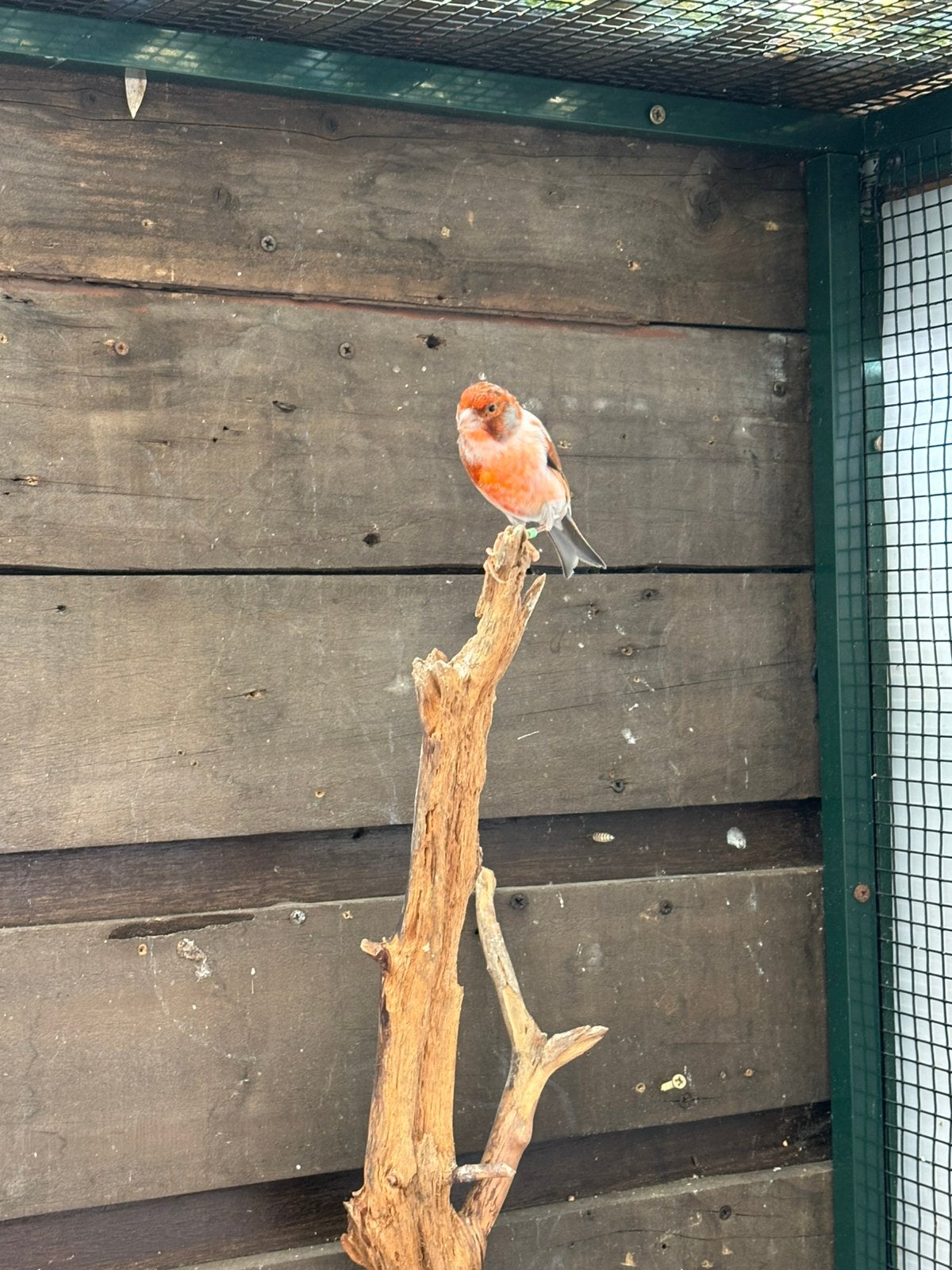 Koppel Harlekijnen, Dieren en Toebehoren, Meerdere dieren, Kleurkanarie