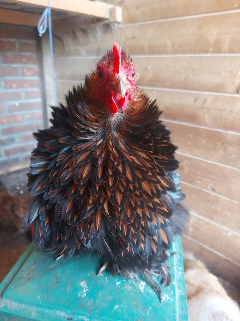 Cochin kriel 50% kan op krul veertjes, Dieren en Toebehoren, Pluimvee, Geslacht onbekend, Kip