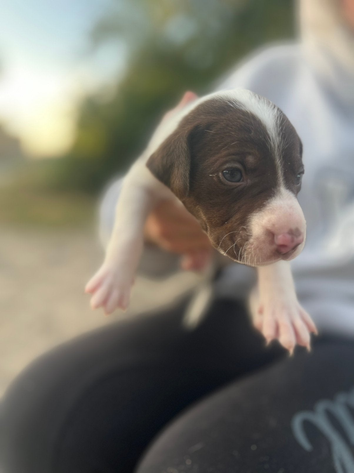 Puppys te koop, Overige rassen, 8 tot 15 weken, Meerdere, Meerdere dieren
