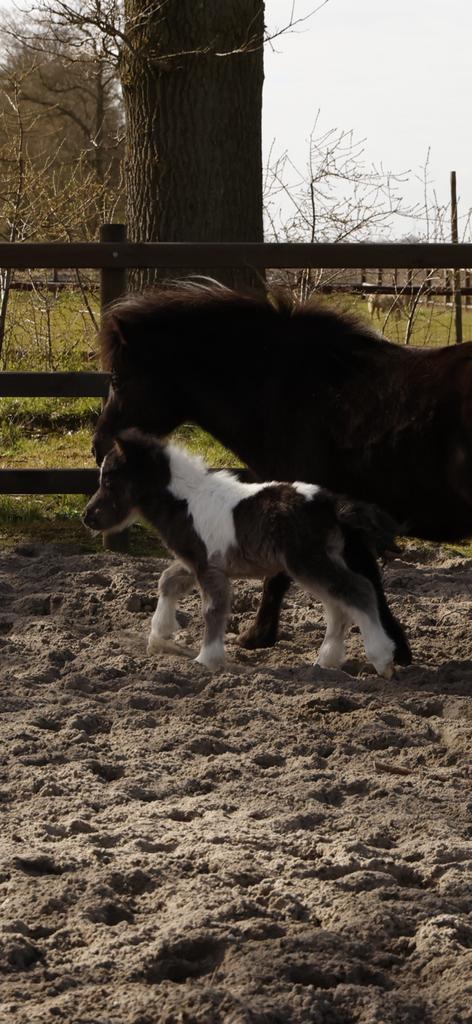 Falabella hengstjes, Hengst