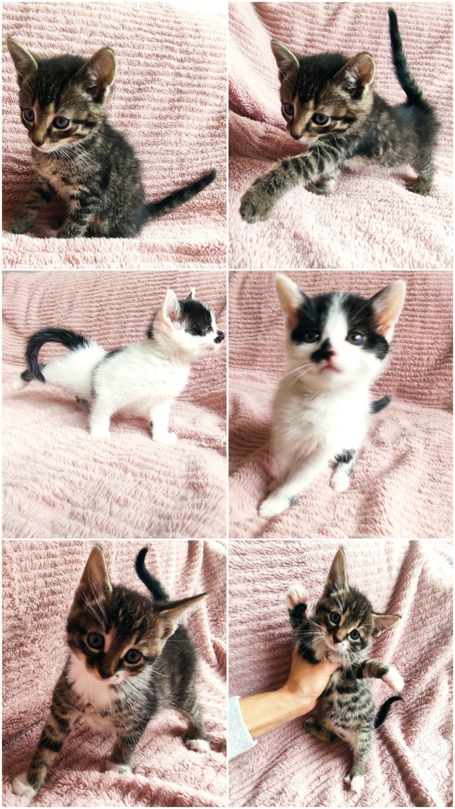 😻Kittens geboren op 16 augustus🩷🩵 verhuizen met 12 weken, Meerdere dieren, Kortharig, 0 tot 2 jaar