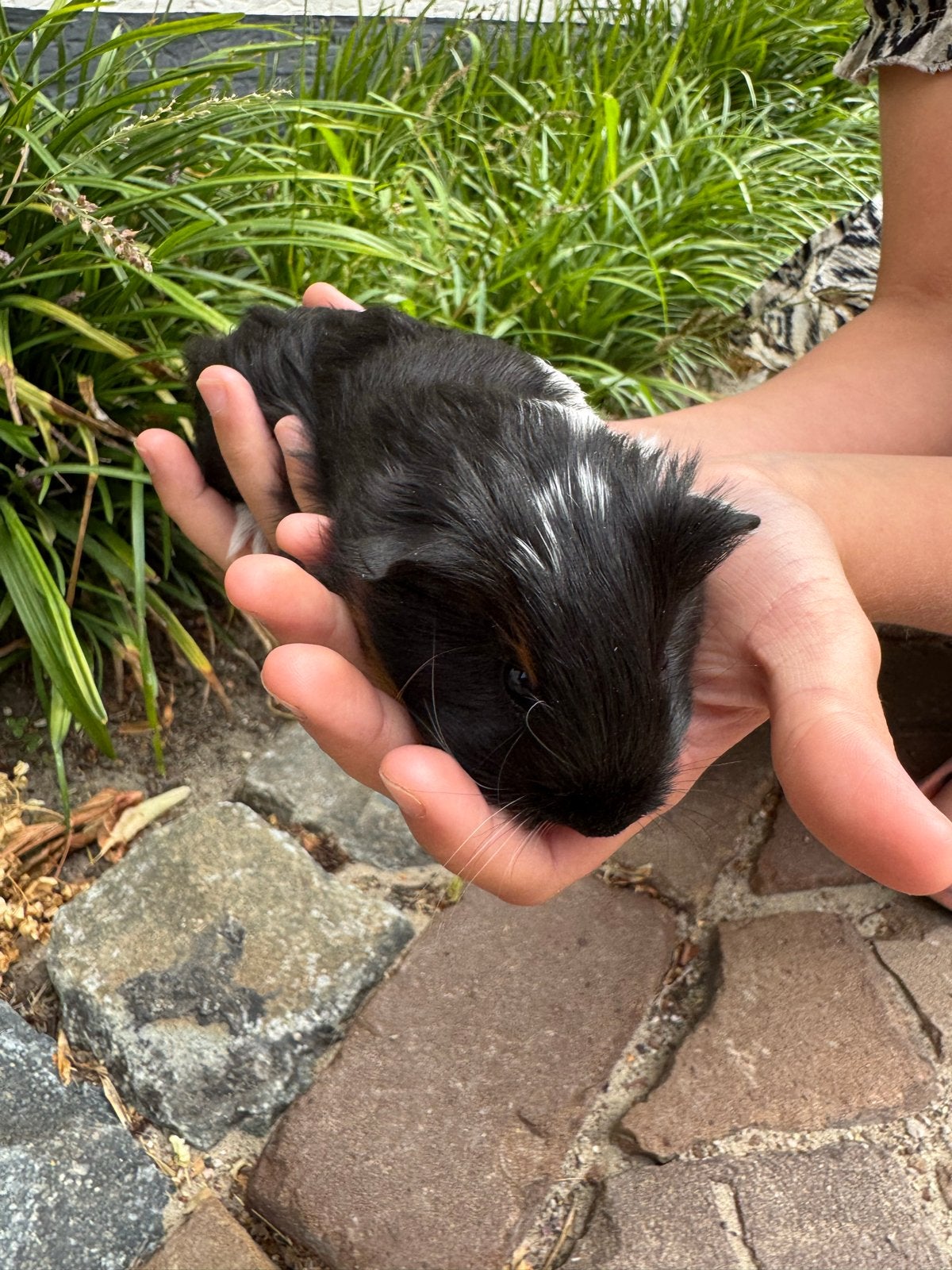 Prachtige jonge cavia, Dieren en Toebehoren, Cavia, Mannelijk, Juli, Tam