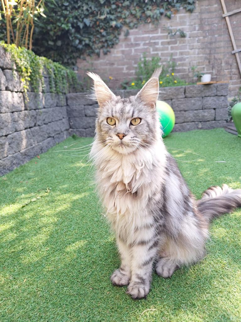Maine coon poes te koop, Dieren en Toebehoren, Katten en Kittens | Raskatten | Langhaar, Poes
