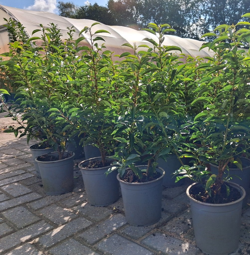 Foto 2 van ACTIE!!! Prunus lusitanica 'Angustifolia' 55/60 cm hoog €6,-