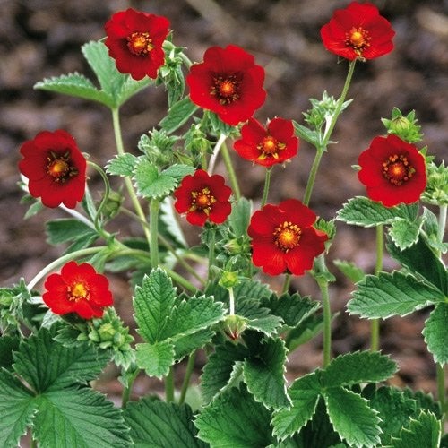 Ganzerik potentilla , is rood van kleur., Tuin en Terras, Ophalen, Bodembedekkers, Volle zon, Vaste plant