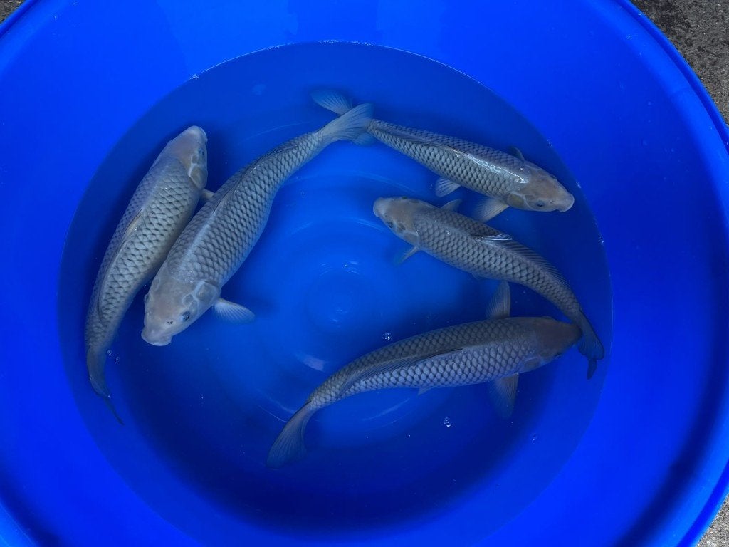 Soragoi van Takatatsu | Koikarpers  | vissen, Dieren en Toebehoren, Karper of Koi