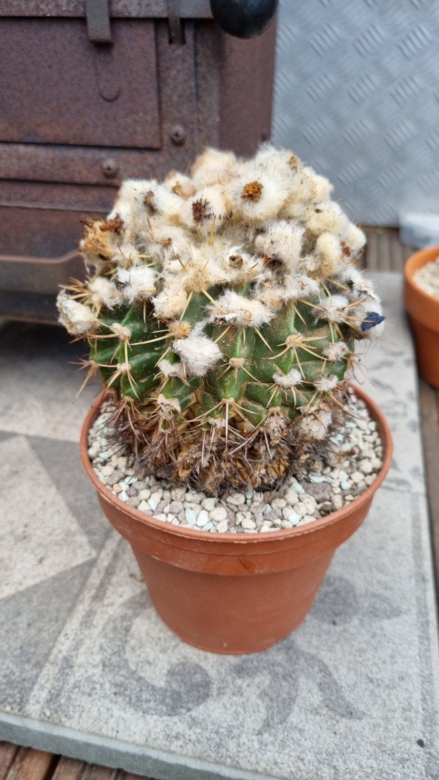 CACTUS WIGGINSIA OUDE PLANT MOOIE, Huis en Inrichting, Ophalen of Verzenden, Cactus, Volle zon, Minder dan 100 cm